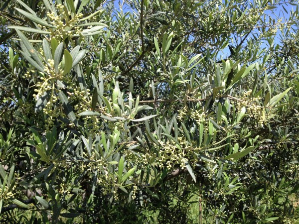 azienda milio esterno casa